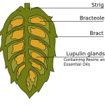 Our Mountain View, CA area patients know that drinking beer made with hops can actually benefit your oral health.