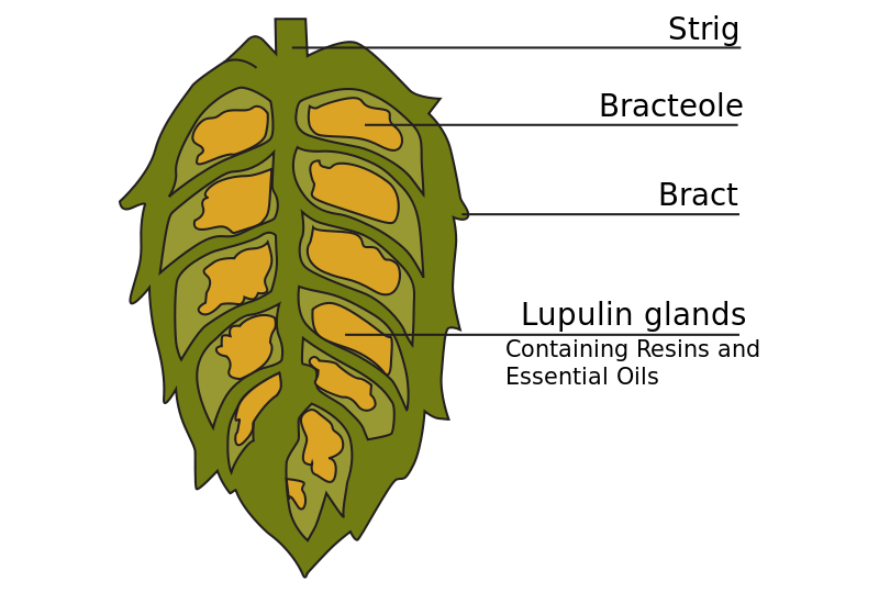 Our Mountain View, CA area patients know that drinking beer made with hops can actually benefit your oral health.
